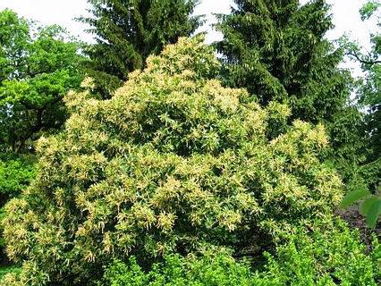 Esskastanie Baum